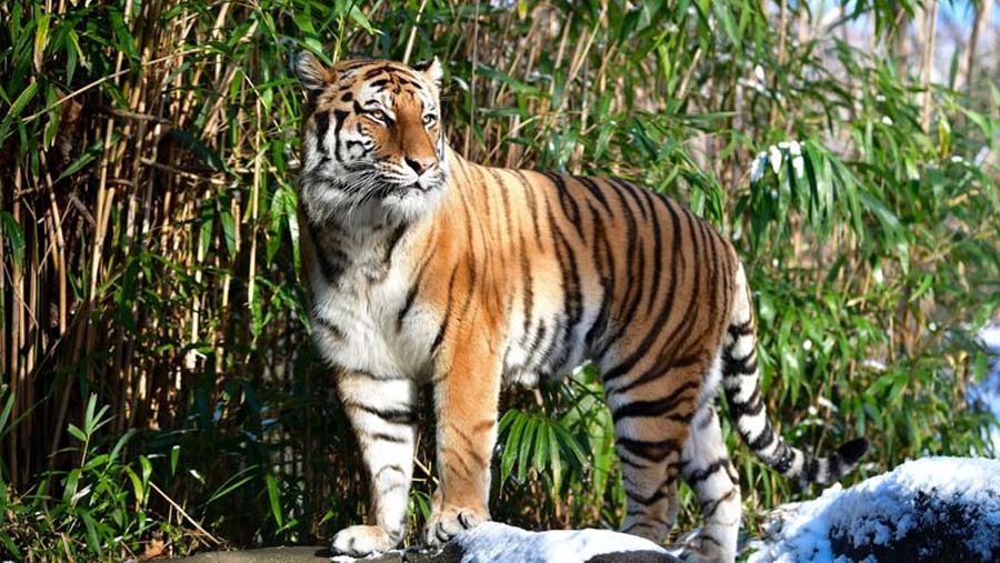 Tiger at US zoo tests positive for Covid-19