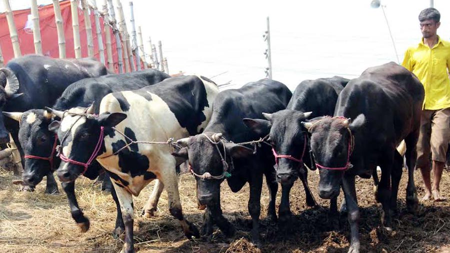 Govt sets rawhide price for sacrificial animals
