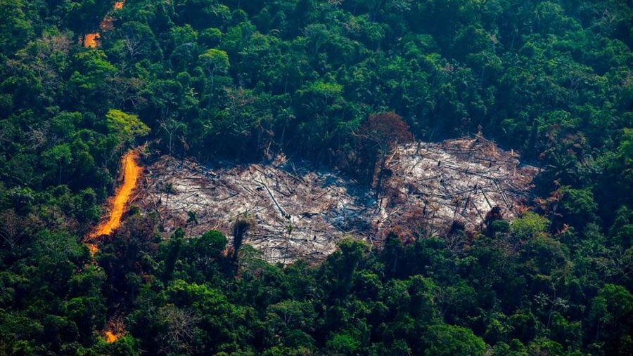 Brazil's Amazon deforestation 'highest since 2008'