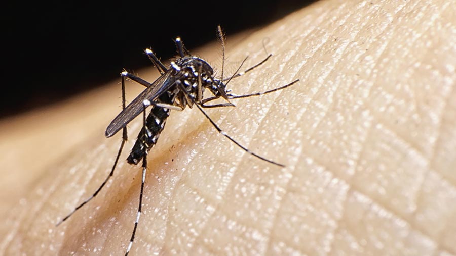DNCC starts 10-day mosquito eradication drive
