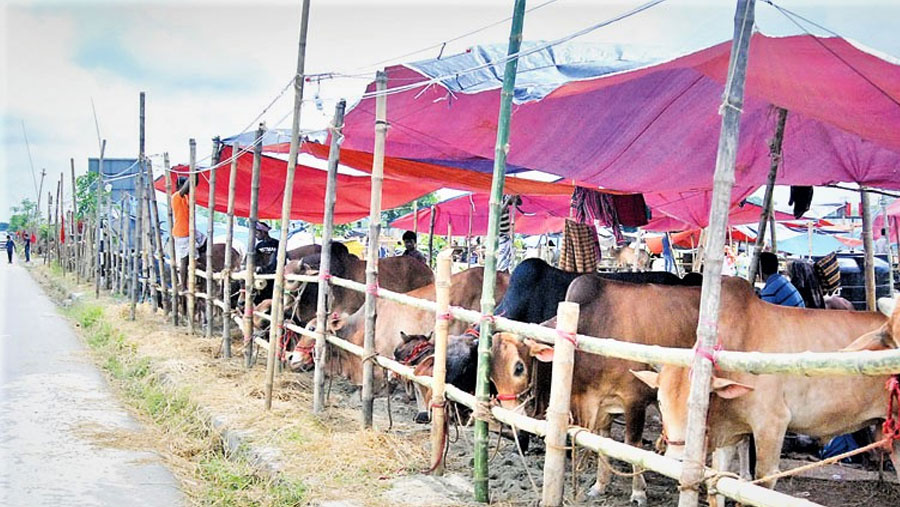 Sacrificial animals sale begins in city’s cattle markets
