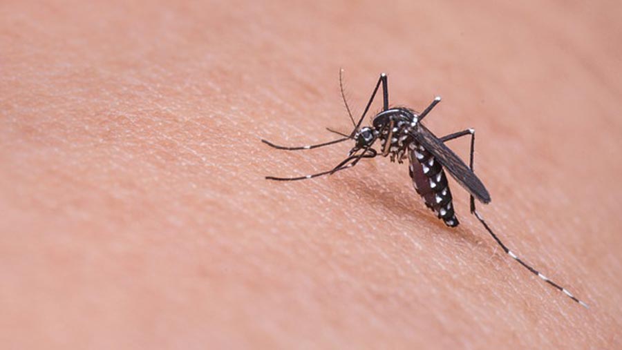 DGHS focuses on preventive measures to contain dengue