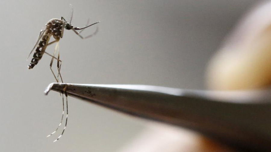 Mass Communication Dept. takes programmes to prevent Dengue