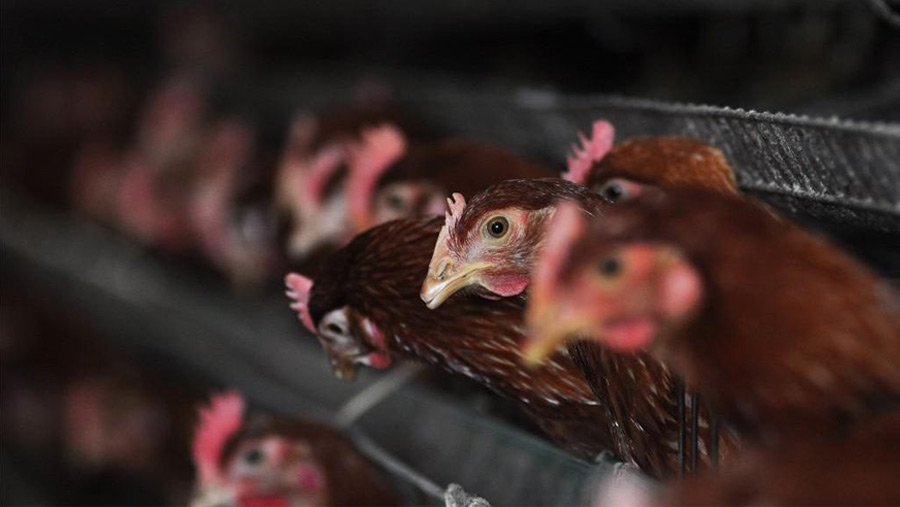 US records 1st human death from bird flu